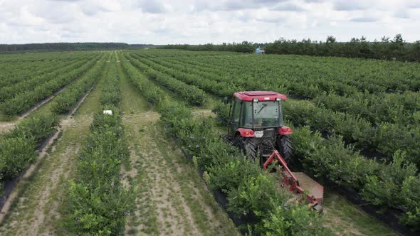 Aerial Tracking Shot of Tractor Rides Along Green Raws of Blueberry Field on Blueberry Plantation