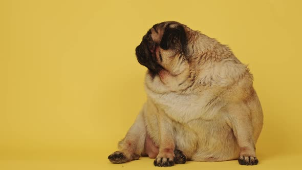 Cute Pug on a Yellow Background