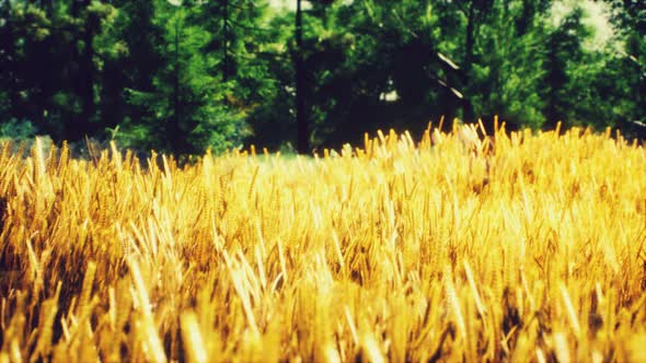 Scene of Sunset or Sunrise on the Field with Young Rye or Wheat in the Summer