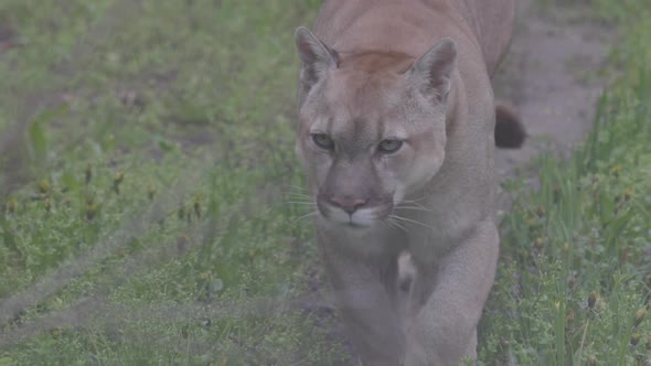 Beautiful Puma in Spring Forest