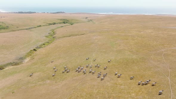 Scenic African Safari Drone View with Wild and Free Zebras Running  Cinematic