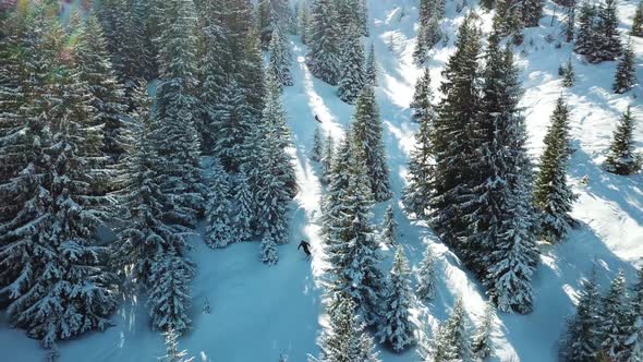 Aerial view of people skiing among the pine trees in Switzerland. alt