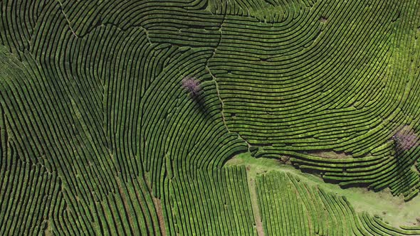 Drone Above Tea Plantation