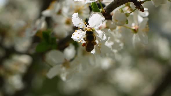 White flowers on a tree in the garden. Cherry tree in spring.