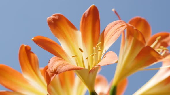 Plant Clivia miniata and clear blue sky close-up 4K 2160p 30fps UltraHD  footage - Shallow DOF  mono