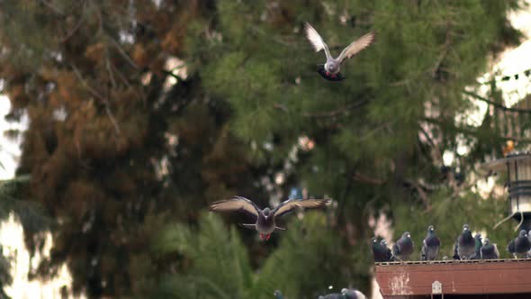 City Pigeons Flying In The Park In Slow Motion  1