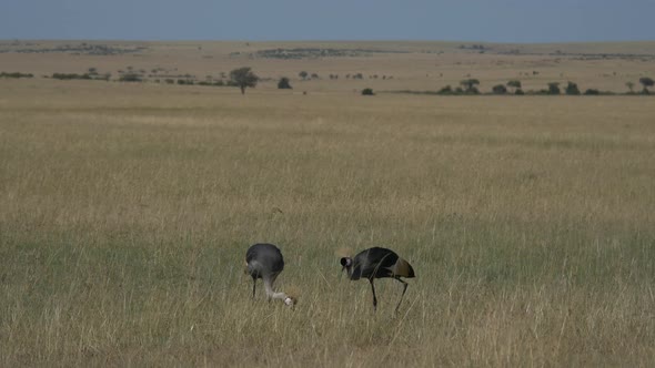 Grey crowned cranes walking