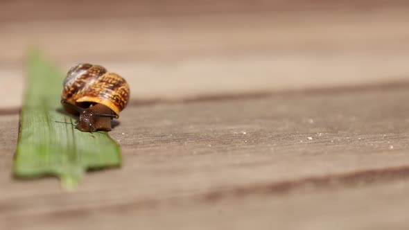 Beautiful land huge snail crawls along green leaf on wooden background