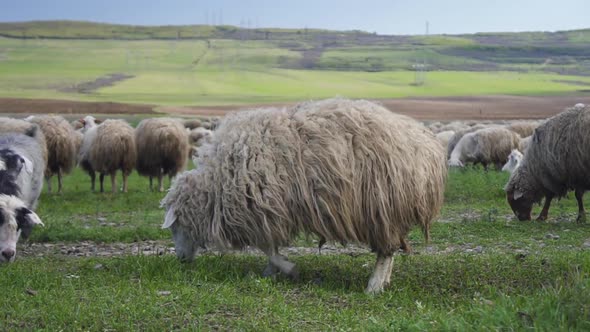 Idyllic Countryside Farmland with Sheeps Grazing on Green Meadow in South Island.