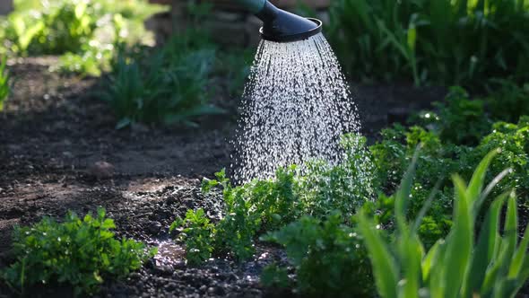 Watering From a Garden Watering Can Bushes of Parsley at Garden Bed