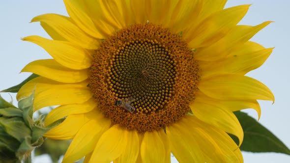 Colorful Helianthus plant with insects in the field 3840X2160 UltraHD footage - Close-up of bees ove