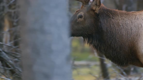 Elk Bull moving trough forest close up