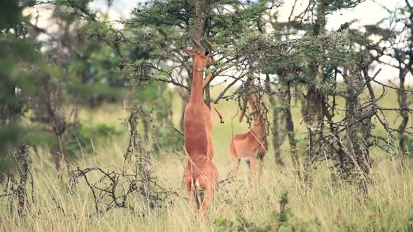 Gerenuk Eating On The Tree Leaves While Standing On Hind Legs In The Wilderness In Kenya