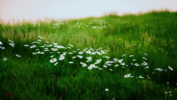 Beautiful Meadow Field with Fresh Grass alt