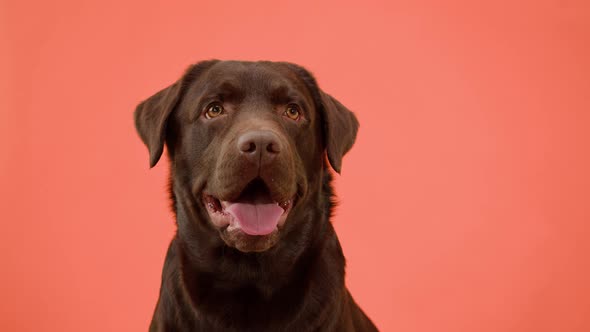 Labrador Dog Portrait