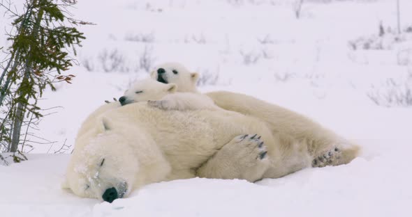 Wide shot of a Polar Bear sow and two cubs resting. The cub is the back yawns.