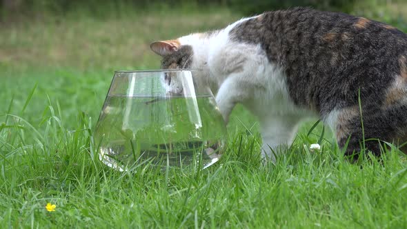 Hand Fish Cat Aquarium