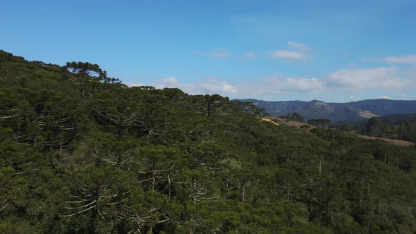 Parana Pine Trees