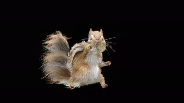 74 Chipmunk Samba Dancing 4K