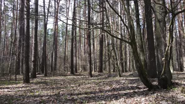 Trees in a Pine Forest During the Day Aerial View