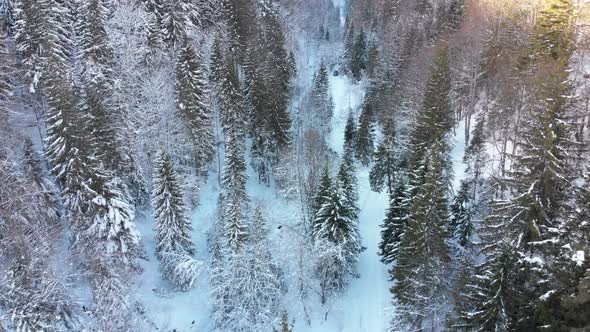 Aerial View on Car Riding on Snowy Road in a Winter Coniferous Forest