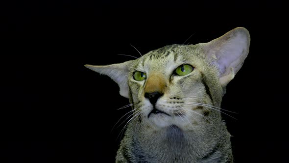Close Up Portraite Cute Siamese Cat
