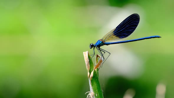 Blue Dragonfly on a Branch in Green Nature By the River Closeup