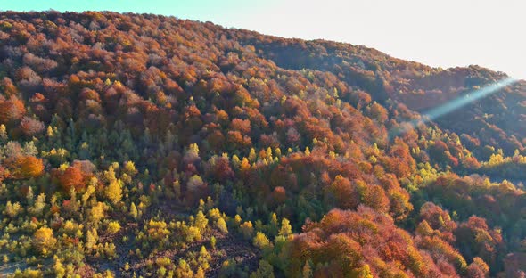 Panoramic View Morning Mountains Autumn of the Yellow Forest