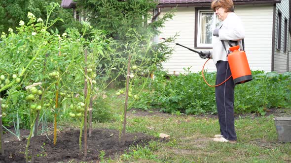 a Woman Sprays and Treats Tomatoes From Diseases and Phytophthora