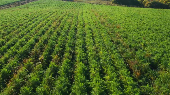 Aerial View of a Green Field with the Sun at Sunset