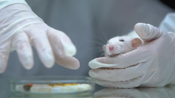 Researcher Putting Petri Dish With Medication Near Test Rat, Cruel Attitude