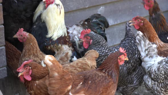 Lots of Chickens and Roosters in the Chicken Coop on the Farm