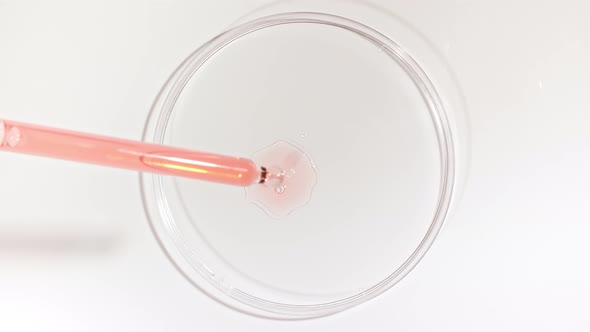 Transparent Red Fluid Oil From a From Pipettes Dripping Into Petri Dishes