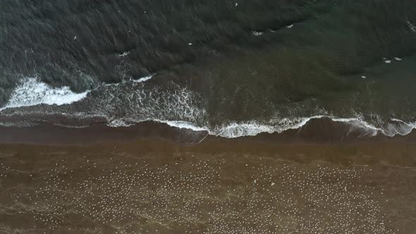 Top-down video of a black sand beach and waves crashing, birds sitting on the shoreline