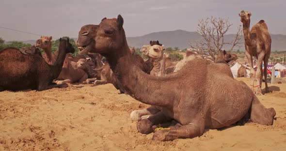 Camels at Pushkar Mela Camel Fair Festival in Field Eating Chewing