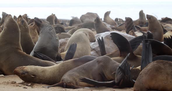 Huge seal colony on coast of Cape Cross, Namibia, a lot of seals are resting, 4k