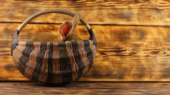 a Little Cute Brown Rabbit Sits in a Deep Wicker Basket on a Wooden Background and Looks Out with