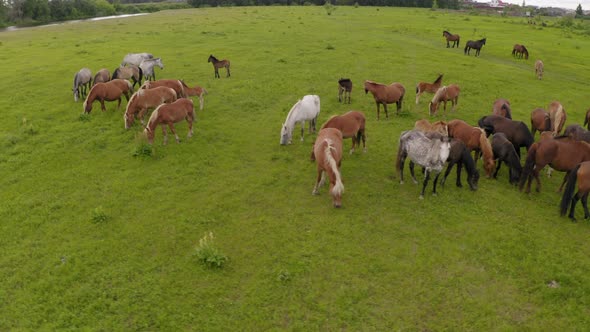 A Herd of Horses Graze in a Green Meadow Along the River