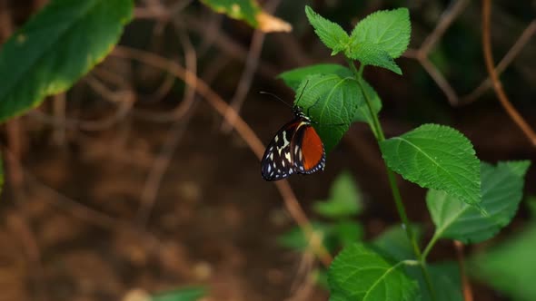 Tithorea Tarricina Butterfly, Cream-spotted Tigerwing On The Leaf Of Plant. - close up