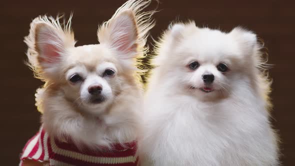 two lap dog chihuahua and pomeranien friend sit together with casual and relax wear winter sweater