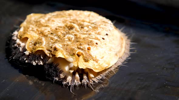 Close-up face to face view of South African abalone; sustainable farming