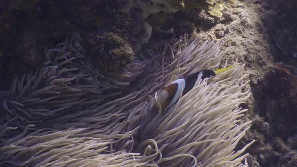 Close Up View of Anemone Fish Taking Shelter Between Sea Anemones in the Ocean.