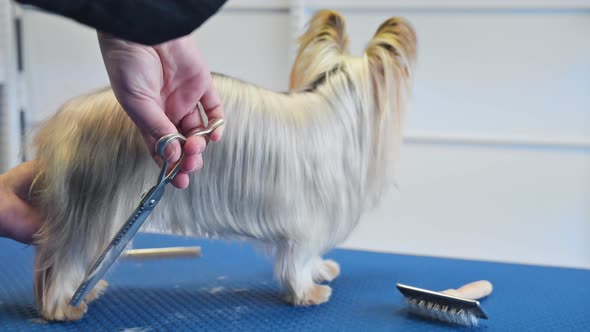 Yorkshire Terrier Dog Being Groomed in Pet Care Studio