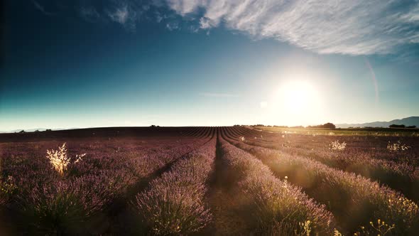 Lavender Field In Morning Light. France