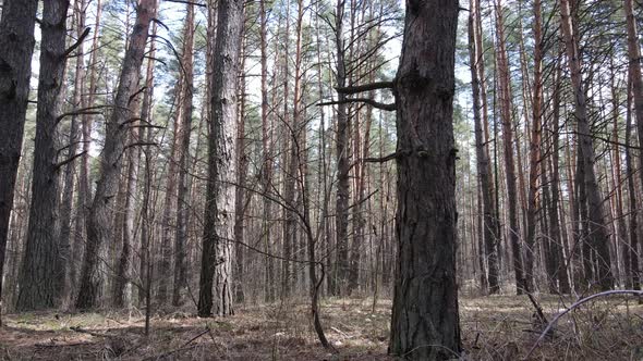 Forest Landscape Aerial View Slow Motion