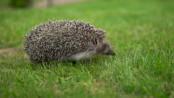 Real Wild Hedgehog Walks on the Grass. Slowly