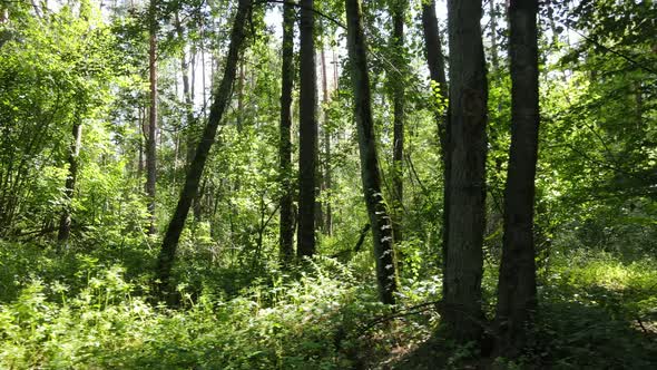 Slow Motion View of Green Forest By Day