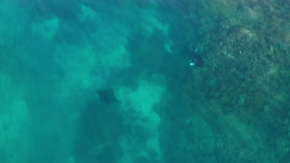 Mantarays gliding through water below calm ocean surface, stunning sunlight