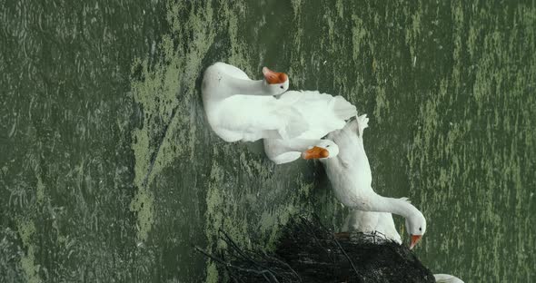 Vertical Footage  White Domestic Geese and Ducks Swim in Pond on Farm