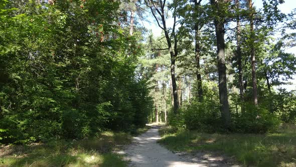 Daytime Forest Landscape in Summer